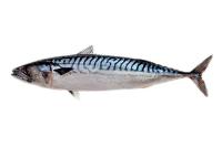 MACKEREL